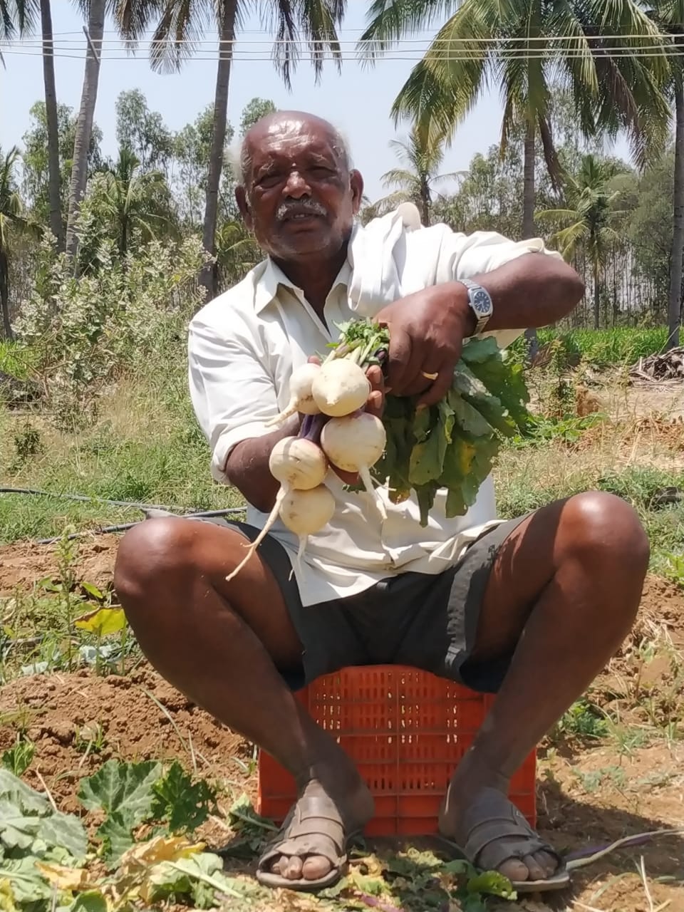 A turnip in Vyangsandra